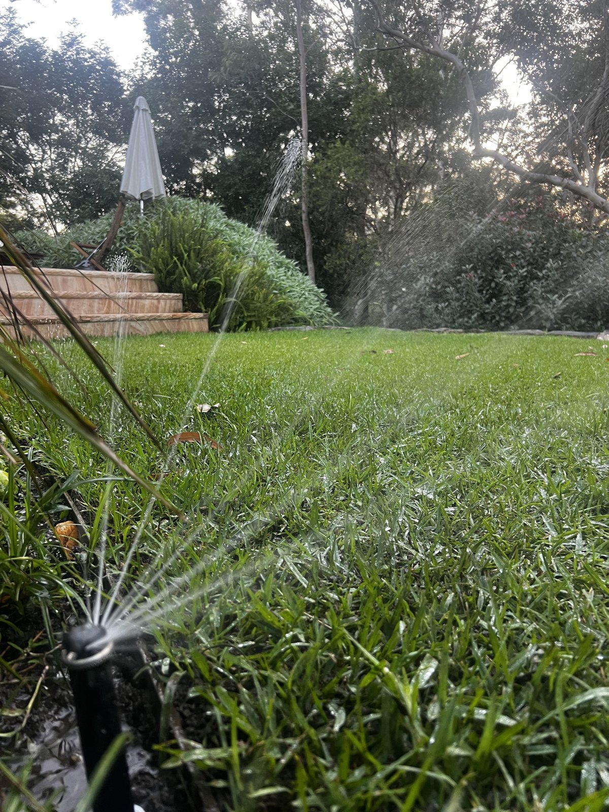 MP Rotator sprinkler watering lush lawn at sunset